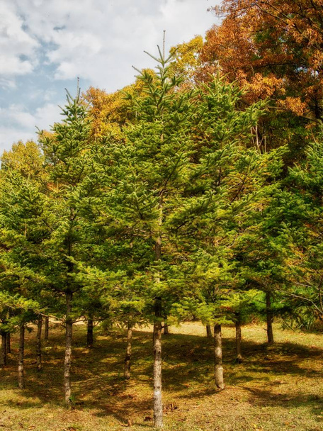 Herfst Pine landschap in Korea - Foto, afbeelding