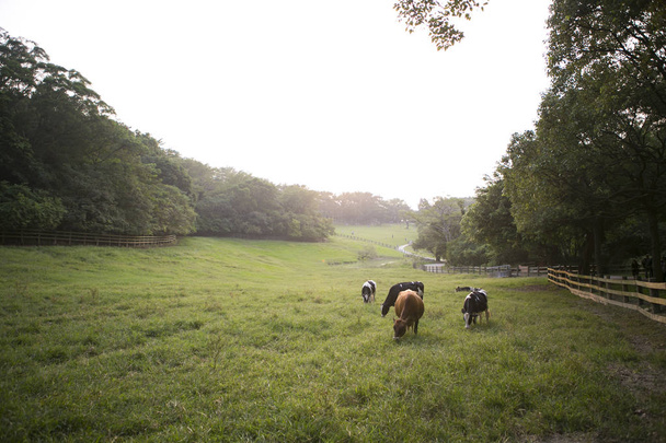 Koeien vrij roamen op een veld - Foto, afbeelding