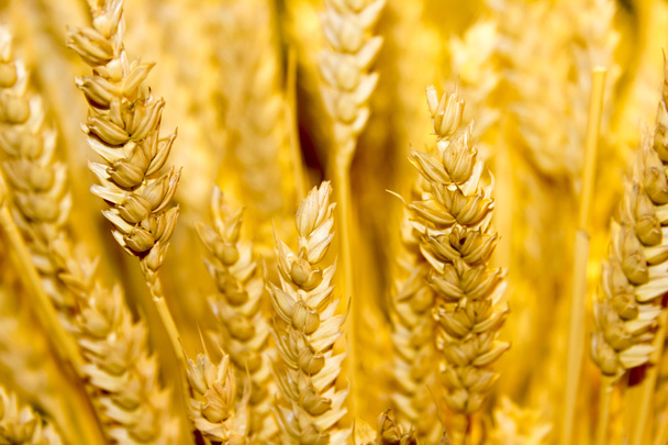 gold wheat ears background - Photo, Image