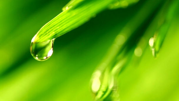 Водоспад, що падає з листя трави крупним планом
 - Кадри, відео