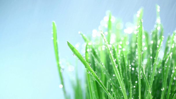πράσινο γρασίδι κάτω από τη βροχή - Πλάνα, βίντεο
