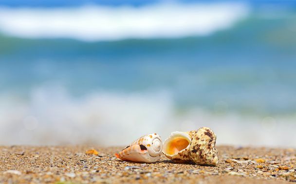 Раковины в песке на берегу моря
 - Фото, изображение