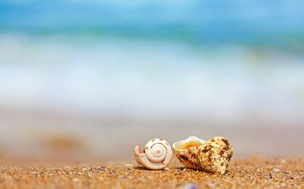 Conchas en la arena en el lado del mar
 - Foto, imagen