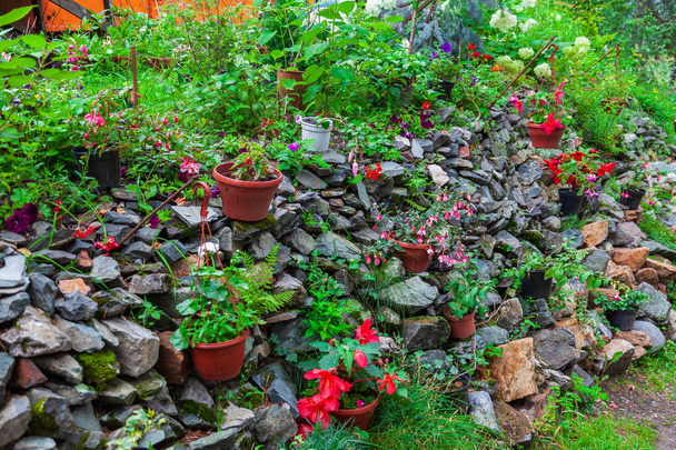 Jardim ao ar livre com flores diferentes em vasos em um banco de madeira
  - Foto, Imagem