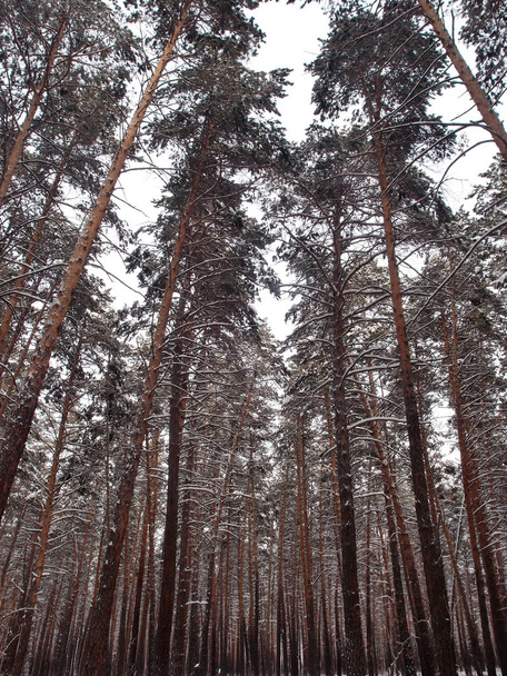 Winter Siberian forest, Omsk region  - Foto, Bild