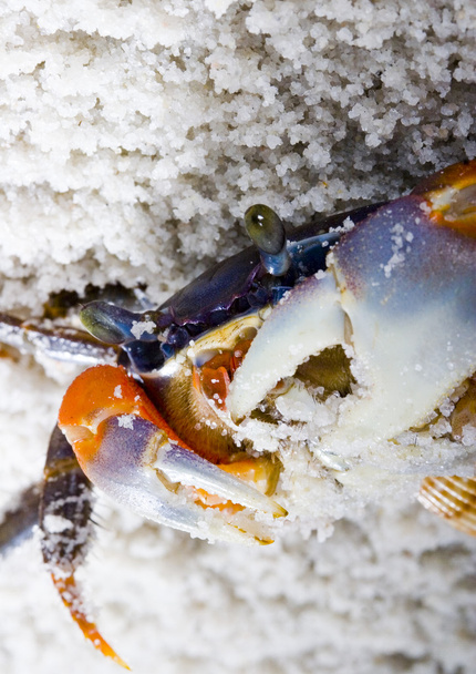 The crab on the sand - Photo, Image