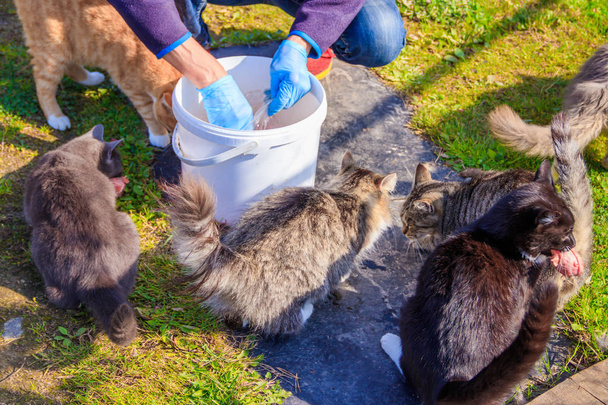 A alimentar gatos domésticos. Um monte de gatos. Gatos limpos e bem tratados comem na grama. Animais de estimação
. - Foto, Imagem