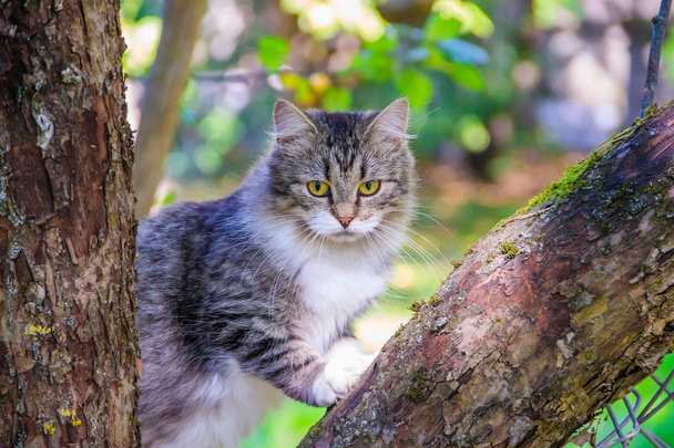 Puszysty kot siedzi na gałęzi drzewa. PET. Cat na spacer w stoczni. Kot jest wspinaczka drzewa. - Zdjęcie, obraz