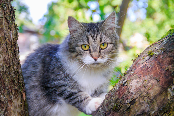 ふわふわの猫が木の枝の上に座っている。庭を散歩する猫猫は木に登っている. - 写真・画像