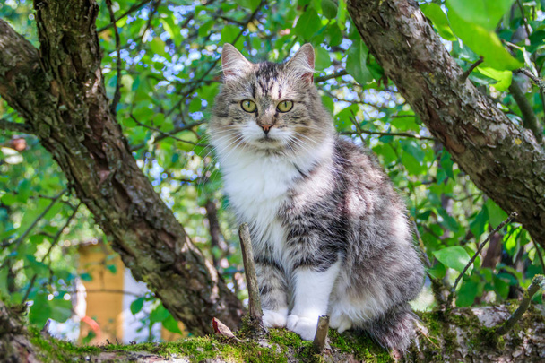 ふわふわの猫が木の枝の上に座っている。庭を散歩する猫猫は木に登っている. - 写真・画像