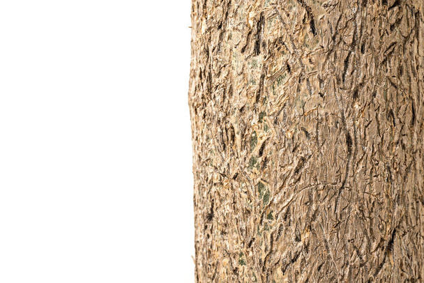 Moringa puun runko lähellä valkoista taustaa
 - Valokuva, kuva