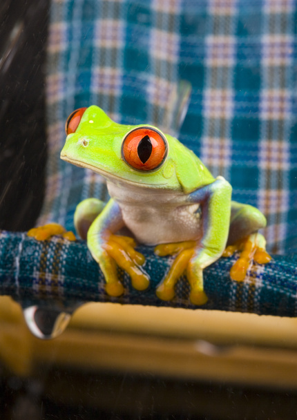 Frog in chair - Photo, Image