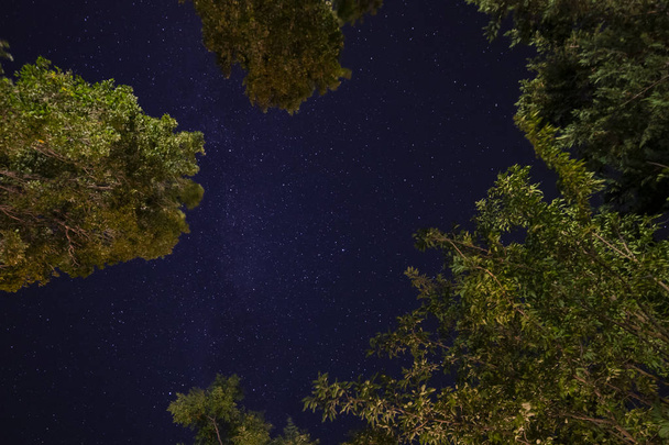 Starry sky with treetops all around. - 写真・画像