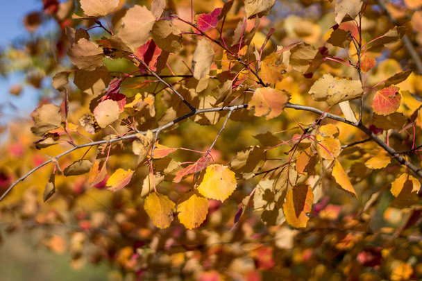 秋の森のキノコ、苔、葉、木、果実マクロモード背景画像 - 写真・画像