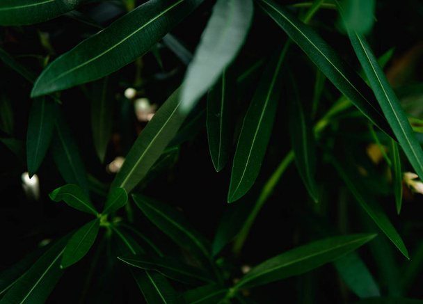 Background of fresh green leaves.  Green leaves pattern backgrou - Valokuva, kuva
