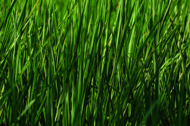 Blätter der Reispflanze - Foto, Bild