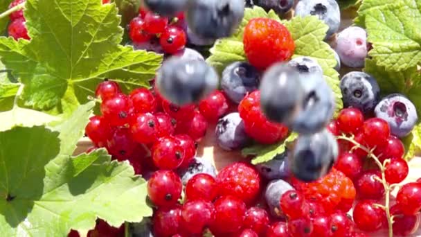 Blueberry and currant, slow motion - Footage, Video