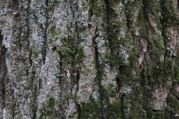 background, bark, wood, oak - Φωτογραφία, εικόνα