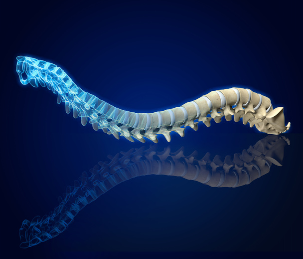 Espina dorsal humana con discos intervertebrales, ilustración médicamente 3D
 - Foto, Imagen