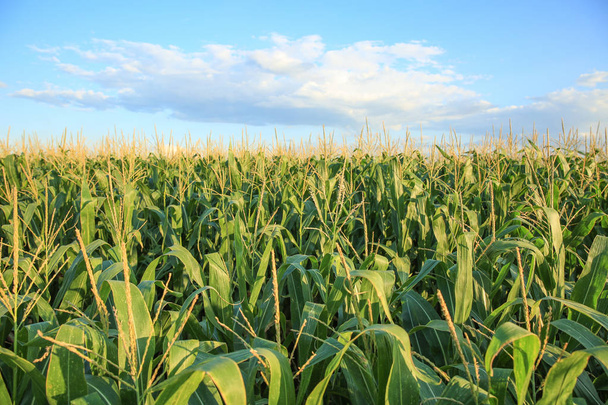 Groene maïsveld op zomerdag - Foto, afbeelding