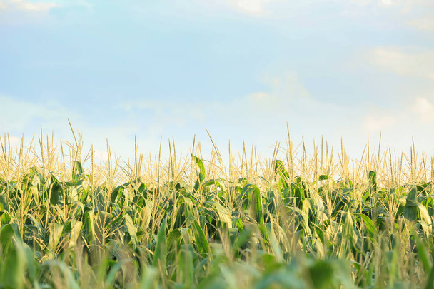 Zielone pole kukurydzy w letni dzień - Zdjęcie, obraz