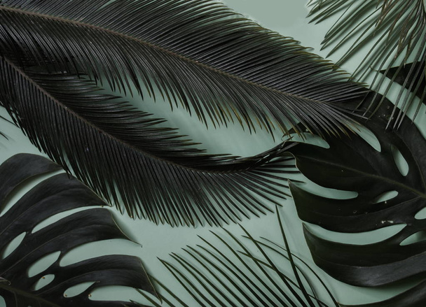 leaves of tropical plants on a green background - Valokuva, kuva