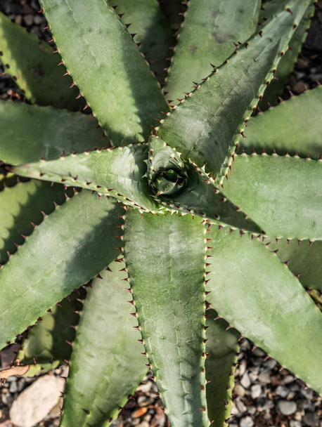 Fondo botánico. Fondo suculento verde claro. Fondo natural Cactus o planta suculenta. Vista superior
 - Foto, imagen
