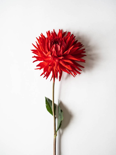 Flor de dalia roja. Aislado sobre fondo blanco
 - Foto, Imagen