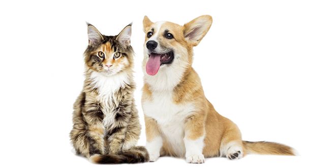puppy and kitten on a white isolated background - Foto, Imagen