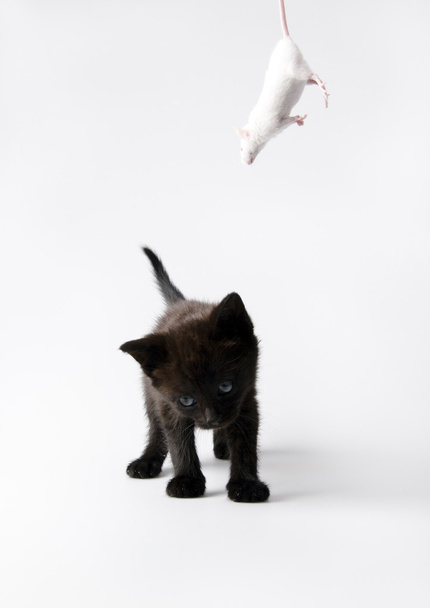 Gato negro y ratón blanco
 - Foto, Imagen