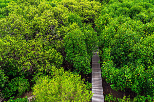 Widok z dużego kąta drewnianego podwyższonego chodnika do lasu namorzynowych - Zdjęcie, obraz