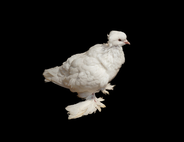 Close up off rare species white pigeon - Photo, Image