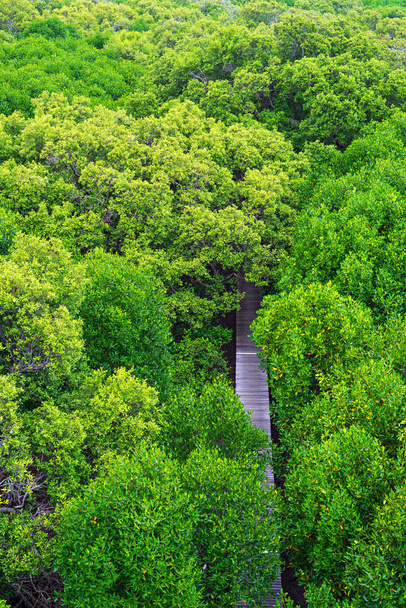 Високий кут зору дерев'яної доріжки в зеленому мангровому лісі
 - Фото, зображення