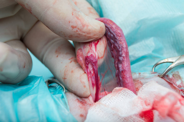 więzadła jajnika, tętnicy i żyły podczas przepięcia kota - Zdjęcie, obraz