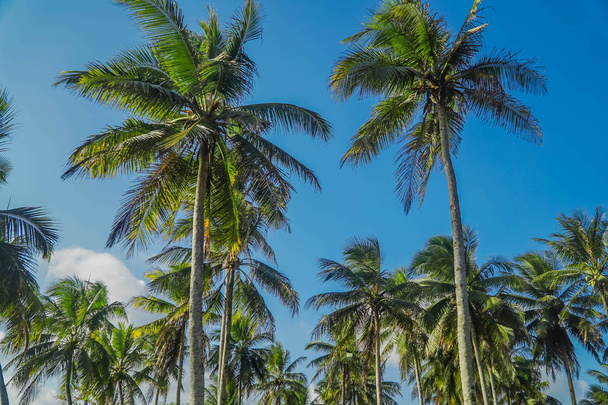 Kokospalmen kijken op zonnige dag met blauwe hemel - Foto, afbeelding