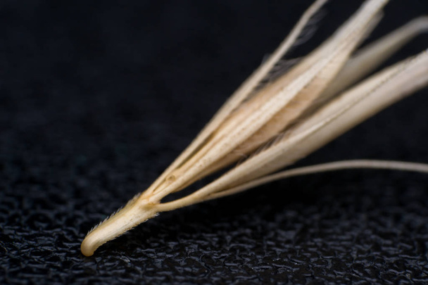 Macro foto di una piccola punta di freccia dell'erba coda di volpe. Quando un fare
 - Foto, immagini