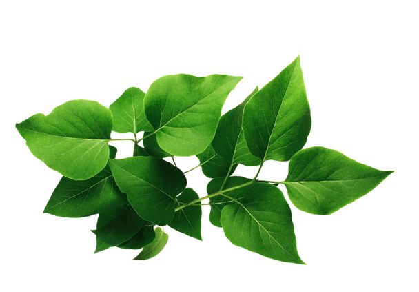 Zielone liście bzu lub litu, izolowane białym tłem.                   - Zdjęcie, obraz