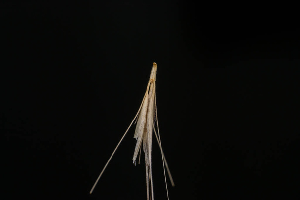 Makro zdjęcie maleńkich strzałek z trawy Wyczyniec. Gdy nie - Zdjęcie, obraz