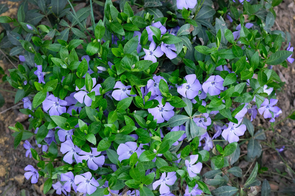 Невеликий кущ, що квітуть фіолетовим пурпурним фаршем у парку, вид зверху. Вінка мінор (маленький окістяк, звичайний окістяк) росте однаково добре в дикому лісі і в саду
. - Фото, зображення