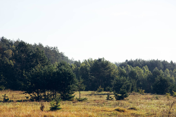 Polní a borovicové lesy - Fotografie, Obrázek