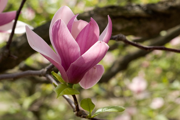 Magnolia - Zdjęcie, obraz