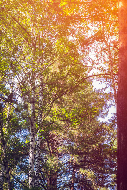 Bela floresta de verão com árvores diferentes - Foto, Imagem