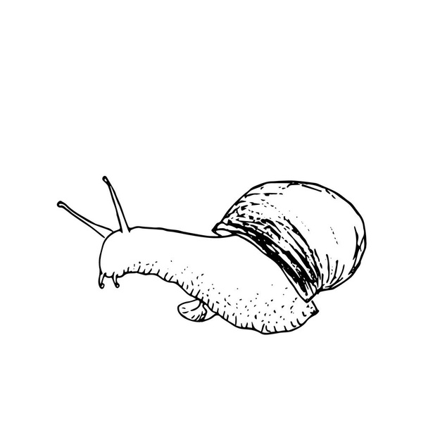 Ilustracja wektorowa z monochromatycznym ślimak. Ręcznie rysowana ilustracja w stylu szkicu. Czarny ślimak na białym tle - Wektor, obraz