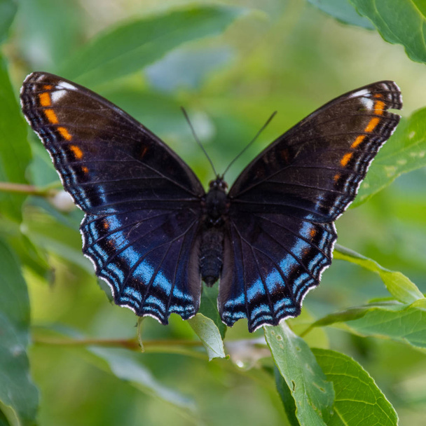 Le papillon pourpre à taches rouges (Limenitis arthemis astyanax) en Ontario, Canada gros plan montrant de belles couleurs perchées sur une feuille
. - Photo, image