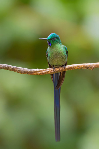 Langstaart Sylph-Aglaiocercus Kingi, mooie lange staart Kolibrie uit bewolkt bos van Andeans hellingen, Guango Lodge, Ecuador, Zuid-Amerika. - Foto, afbeelding