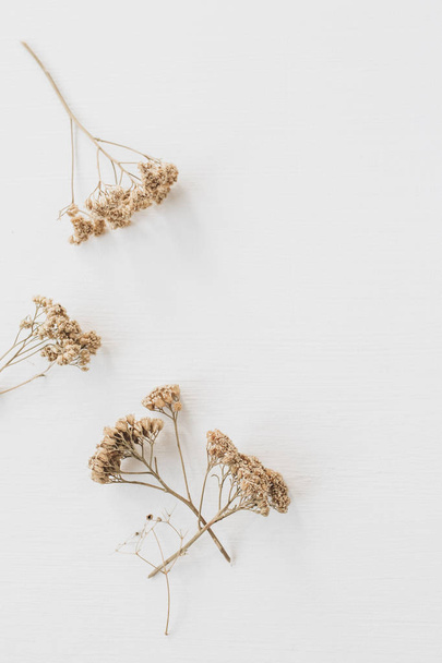 Dry floral branch on white background. Flat lay, top view minimal neutral flower composition. - Photo, Image