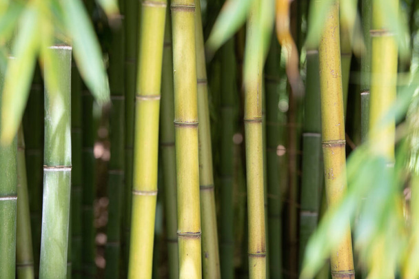 Piantagione di bambù, Recinzione di bambù verde sfondo texture, struttura di bambù - Foto, immagini