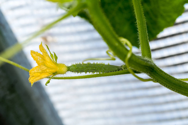 Squash blossoms and fruits growing in a greenhouse - Photo, Image