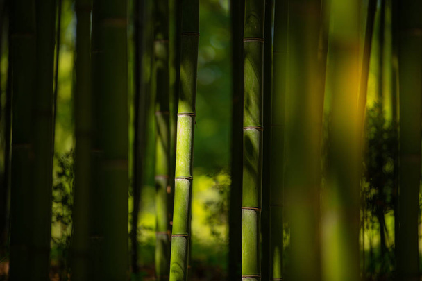 Piantagione di bambù, Recinzione di bambù verde sfondo texture, struttura di bambù - Foto, immagini