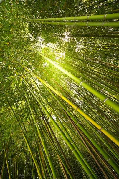 Bamboe plantage, Groene bamboe hek textuur achtergrond, bamboe textuur - Foto, afbeelding